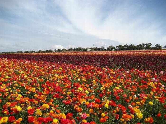 Flower Fields