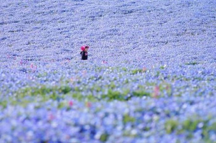 Flower Fields