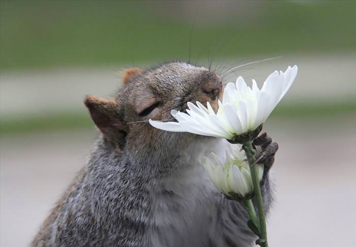 CUTENESS OVERLOAD ALERT: Animals Enjoying Flowers!_ImageBox
