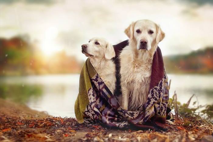 Did You Know? Dogs Have Best Friends Too...