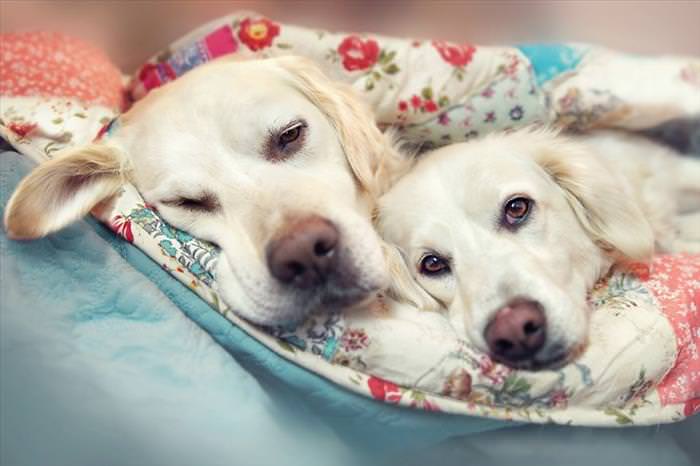 Did You Know? Dogs Have Best Friends Too...