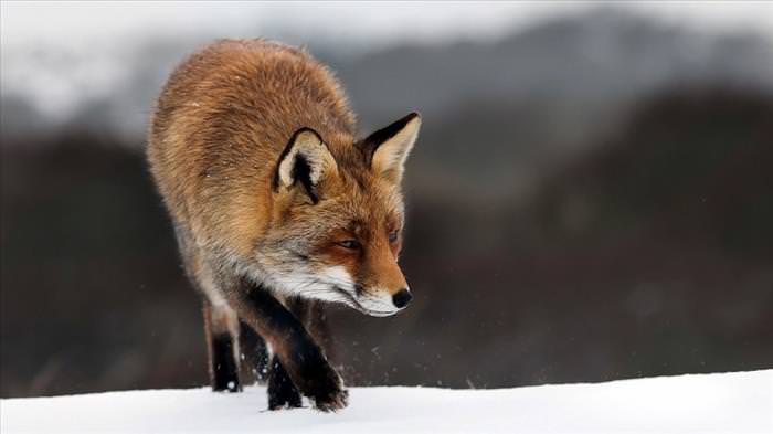 winter animal photos