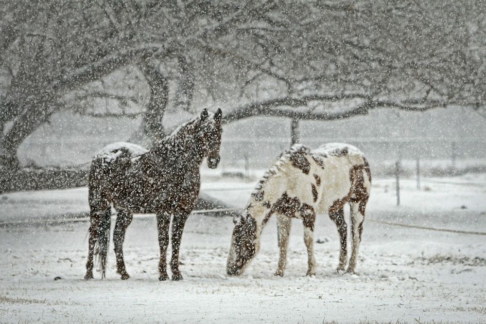 Beautiful photos of animals in the winter time