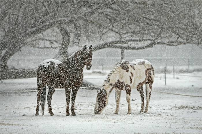 winter animal photos