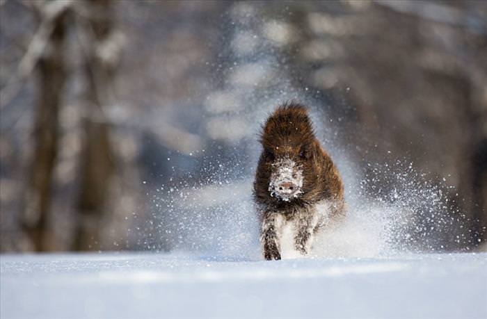 winter animal photos