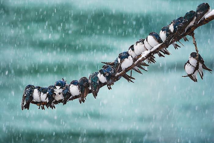 winter animal photos