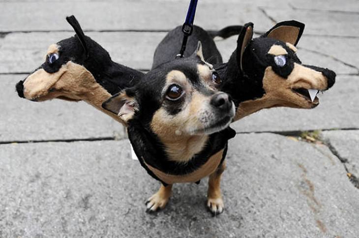 20 Spooky Dog Halloween Costume Ideas,Melt Chocolate Ball Dessert