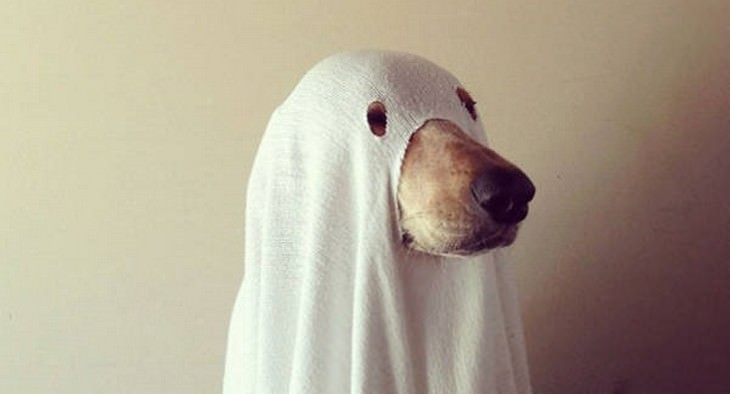 dogs, funny, cute, Halloween