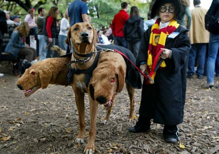 dogs, funny, cute, Halloween