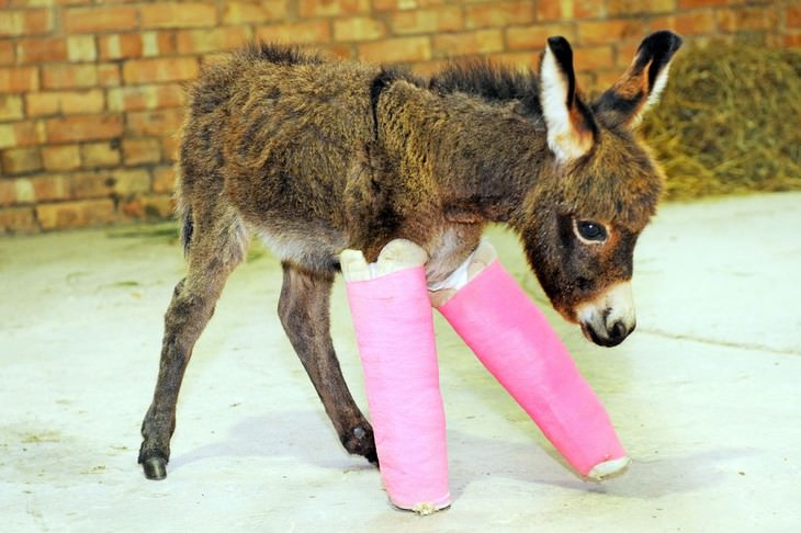 animals, injured, casts
