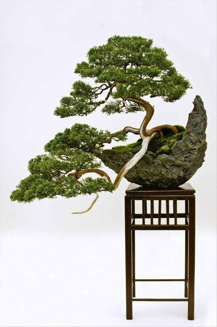 bonsai, trees, Japan, Nature