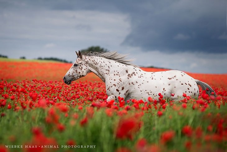 HORSES, WILD, PHOTOGRAPHY 