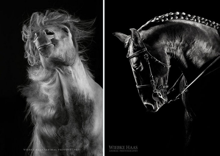 HORSES, WILD, PHOTOGRAPHY 
