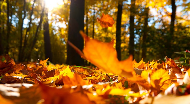 raking, leaves, autumn, lawnmower, grass, fall