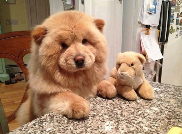 cute dog teddy bear