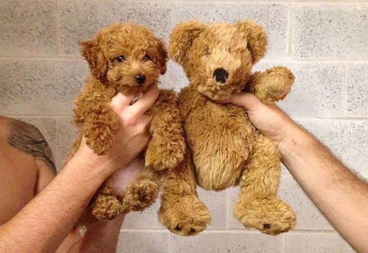 teddy bears, dogs, puppies, cute