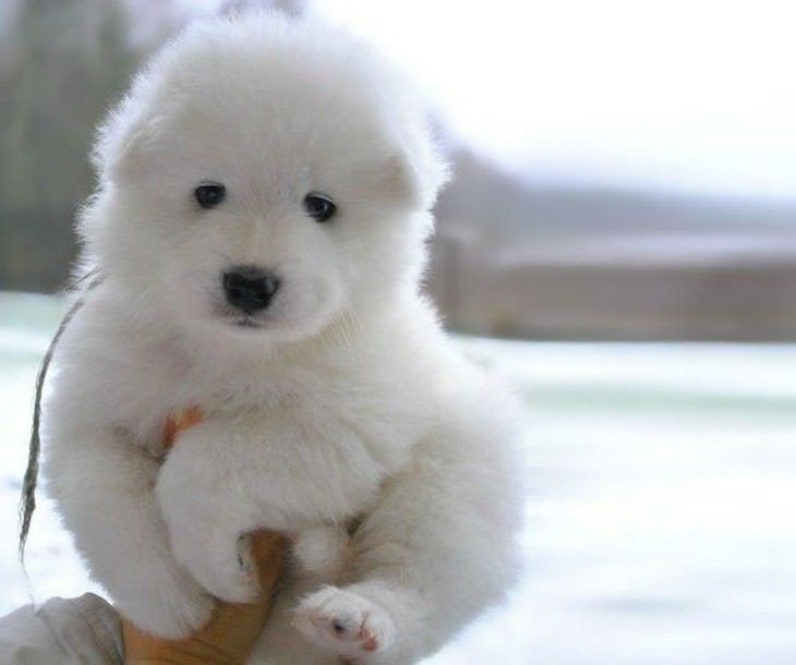 samoyed dog teddy bear