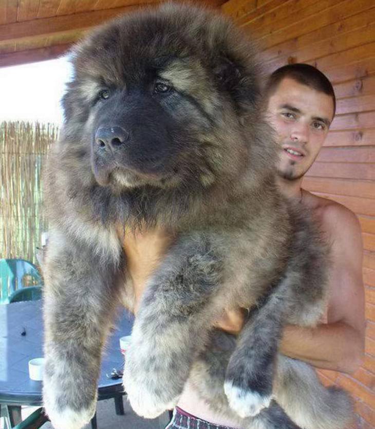 large dog teddy bear