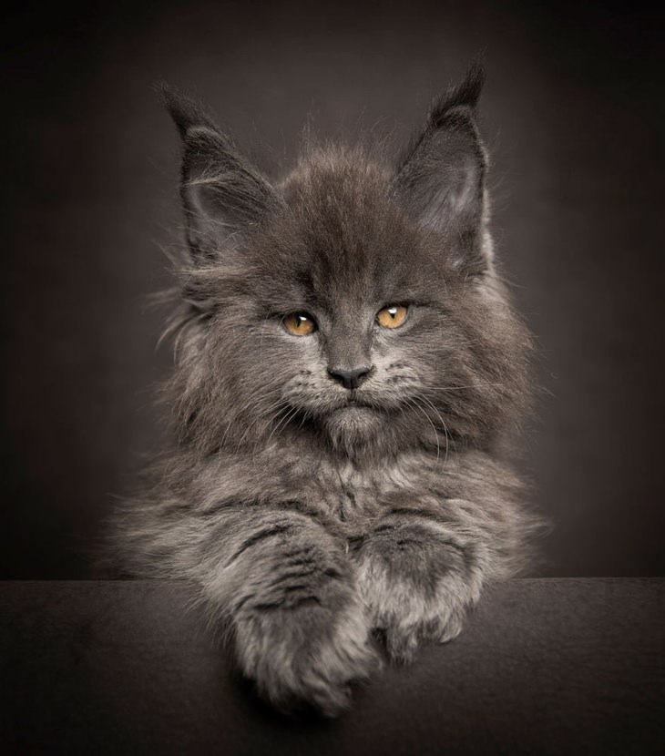 robert-sijka-s-beautiful-maine-coon-photography