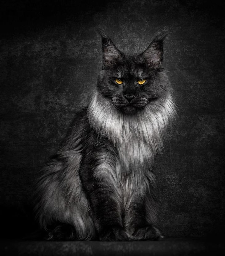 Robert Sijka S Beautiful Maine Coon Photography