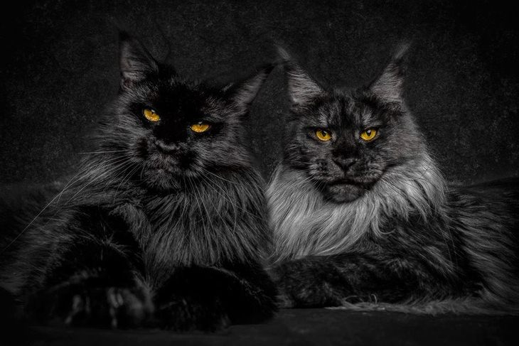 maine-coons