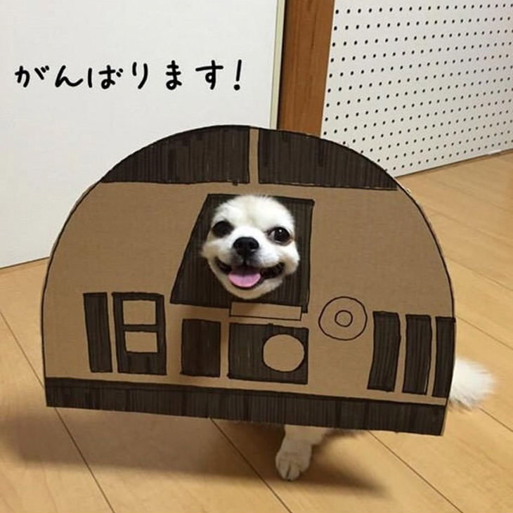 japan-dog