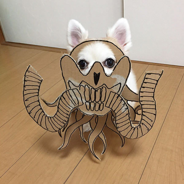 japan-dog