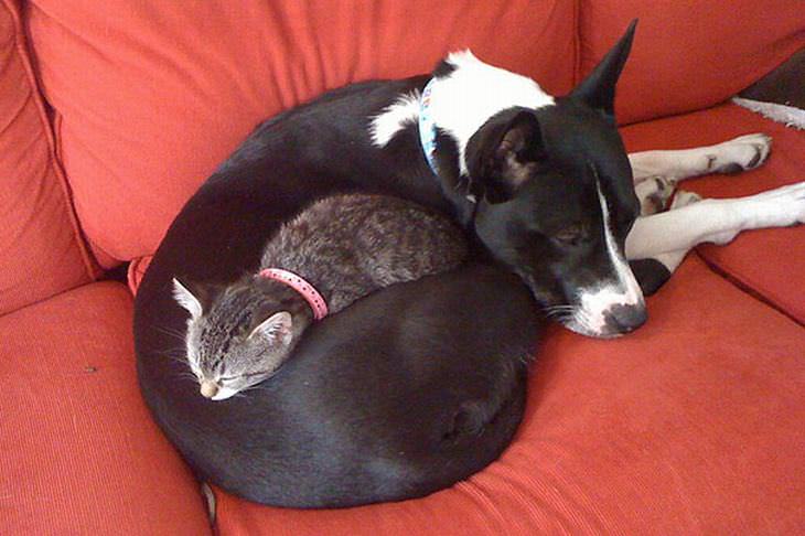 cats sleeping on dogs