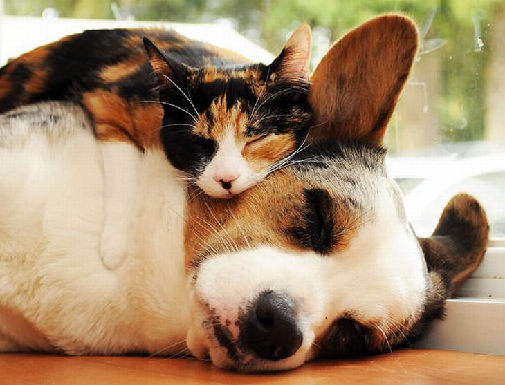 cute kittens and puppies sleeping together