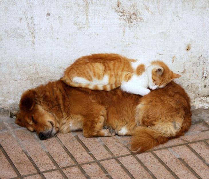 cats sleeping on dogs