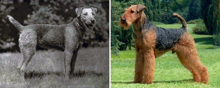 Dogs - Changed - Past Century