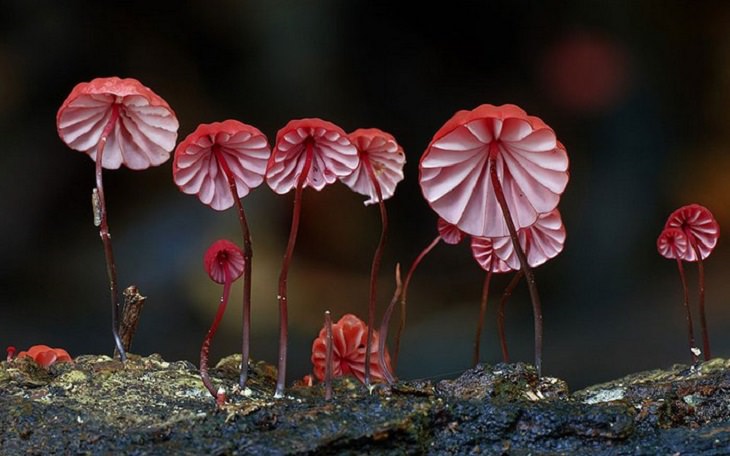 Mushrooms - Colorful - Wonderful - Photography