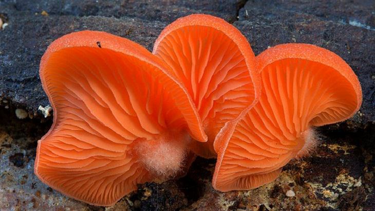 Mushrooms - Colorful - Wonderful - Photography