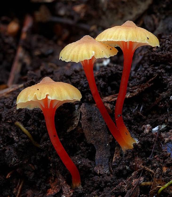 Mushrooms - Colorful - Wonderful - Photography