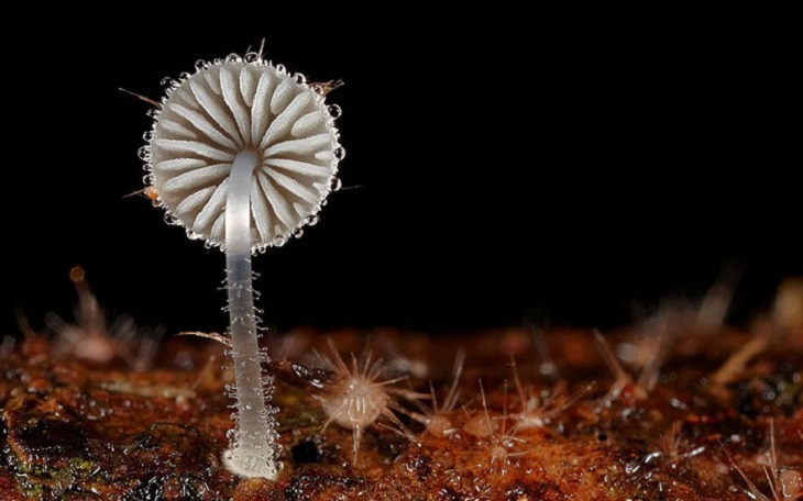 Mushrooms - Colorful - Wonderful - Photography