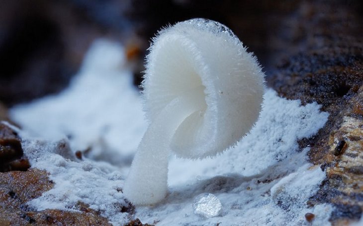 Mushrooms - Colorful - Wonderful - Photography