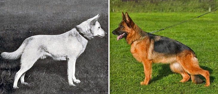 Dogs - Changed - Past Century