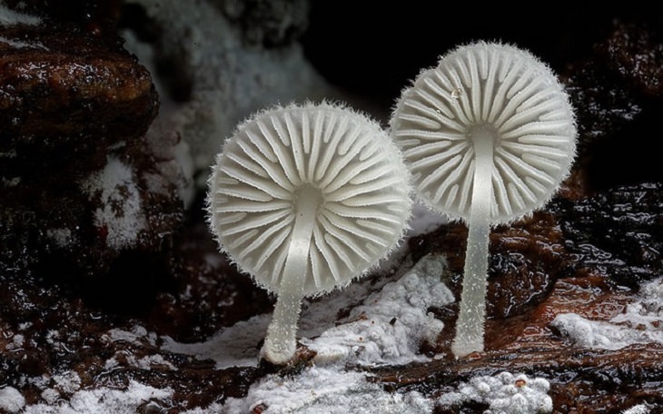 Mushrooms - Colorful - Wonderful - Photography