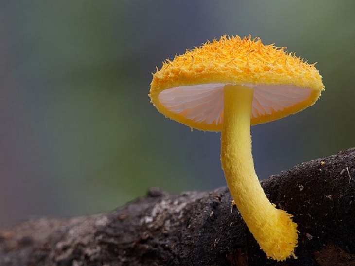 Mushrooms - Colorful - Wonderful - Photography