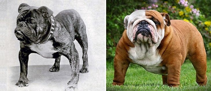 Dogs - Changed - Past Century