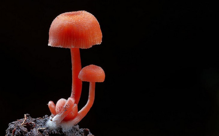 Mushrooms - Colorful - Wonderful - Photography