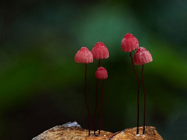 Mushrooms - Colorful - Wonderful - Photography