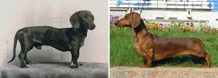 Dogs - Changed - Past Century