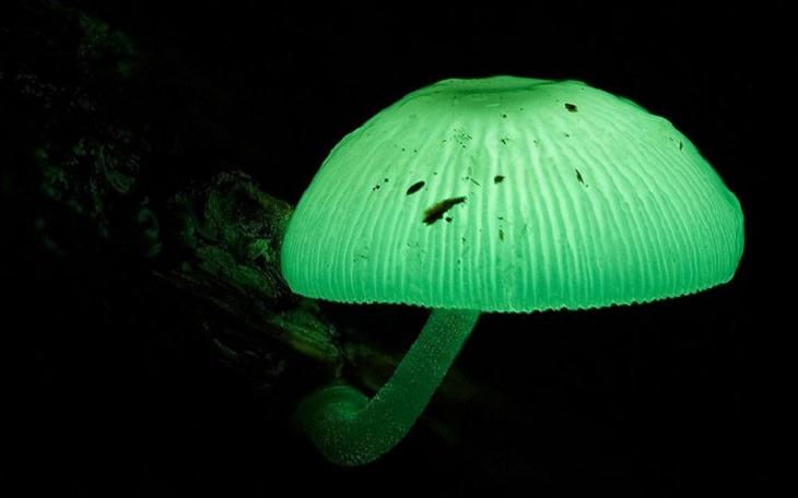 Mushrooms - Colorful - Wonderful - Photography