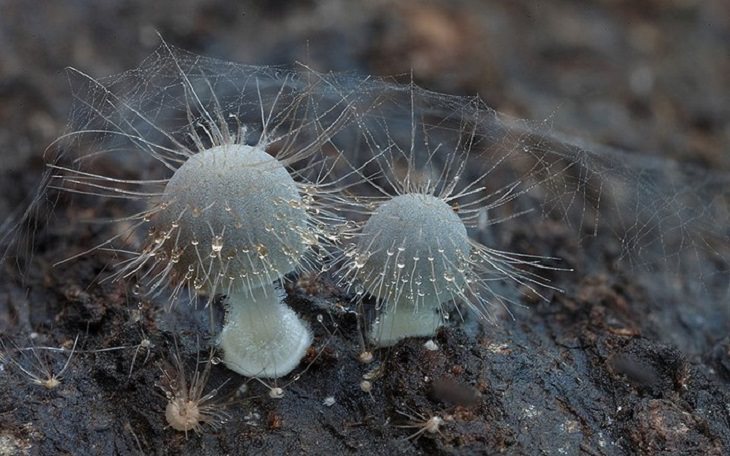 Mushrooms - Colorful - Wonderful - Photography