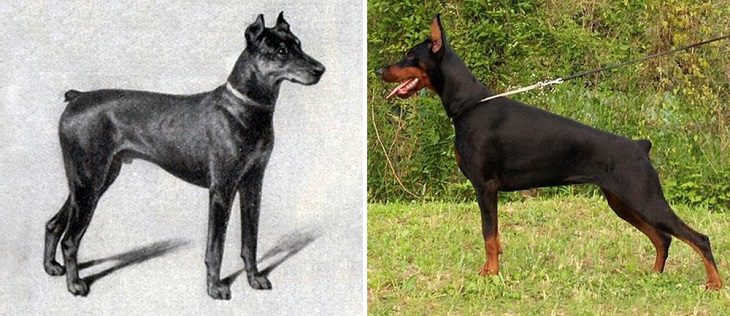 Dogs - Changed - Past Century