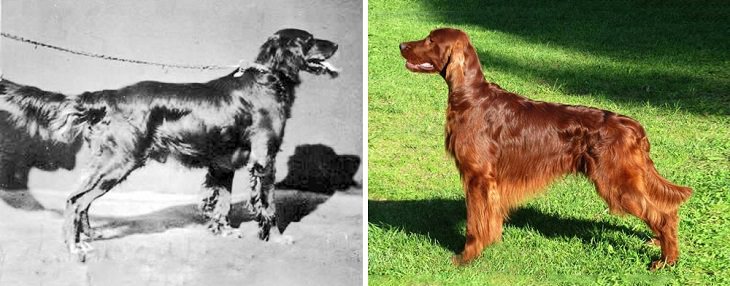 Dogs - Changed - Past Century