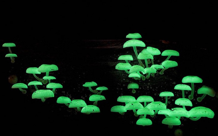 Mushrooms - Colorful - Wonderful - Photography