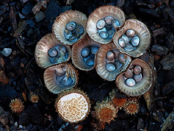 Mushrooms - Colorful - Wonderful - Photography