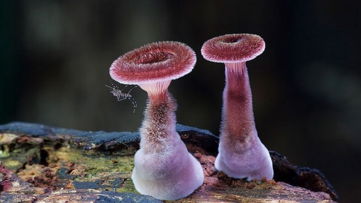 Mushrooms - Colorful - Wonderful - Photography